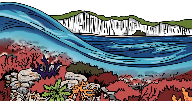 MakingSpaceforNAture_1_Border_4_Beach_ChalkReef Copy LR Scaled Aspect Ratio 760 400