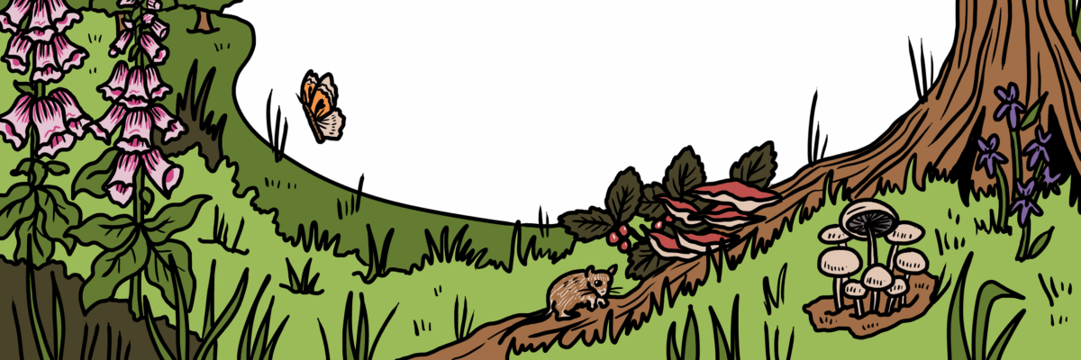 MakingSpaceforNAture_1_Border_5_Woodland Copy LR1 Aspect Ratio 1200 400