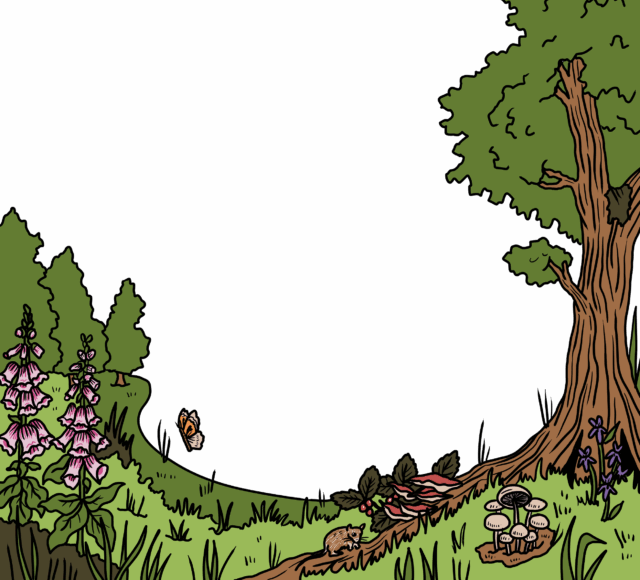 MakingSpaceforNAture_1_Border_5_Woodland Copy LR1 Aspect Ratio 640 580