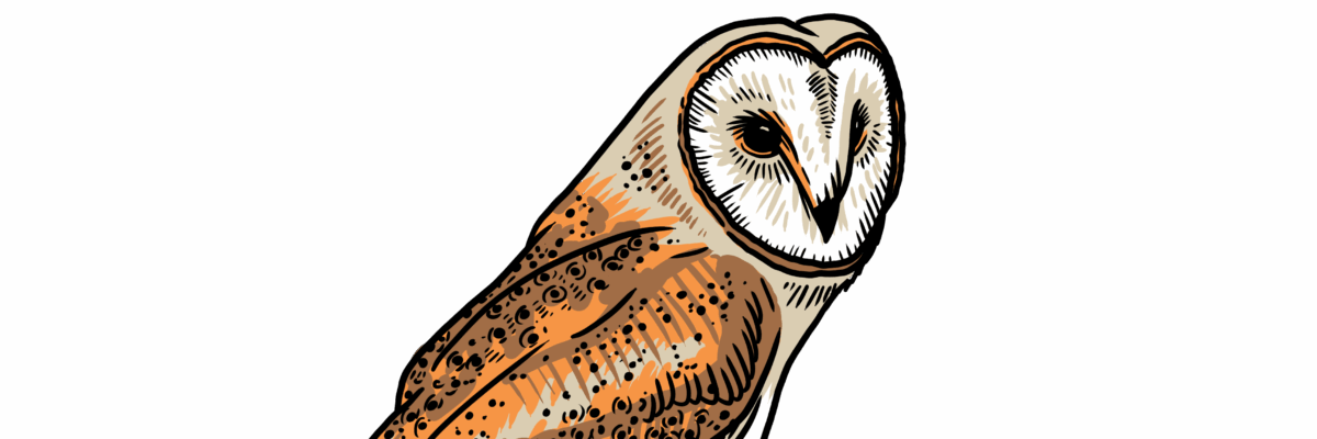 MakingSpaceforNAture_2_Farmland_2_Birds_BarnOwl Copy Aspect Ratio 1200 400