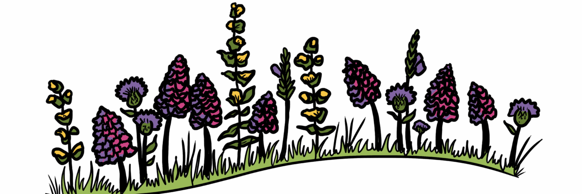 MakingSpaceforNAture_2_Farmland_3_Flowers_Full Copy 1 Aspect Ratio 1200 400