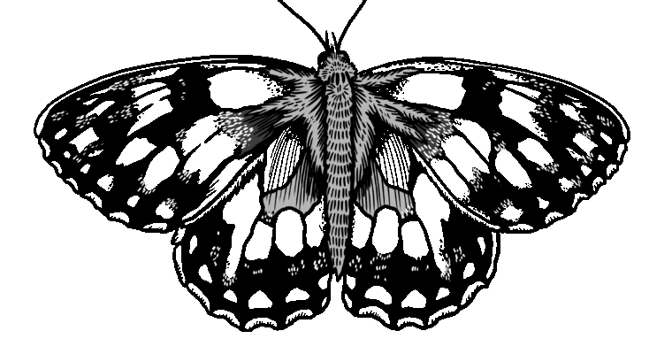 MakingSpaceforNAture_2_Farmland_3_MarbledWhiteButterfly Copy Scaled Aspect Ratio 760 400