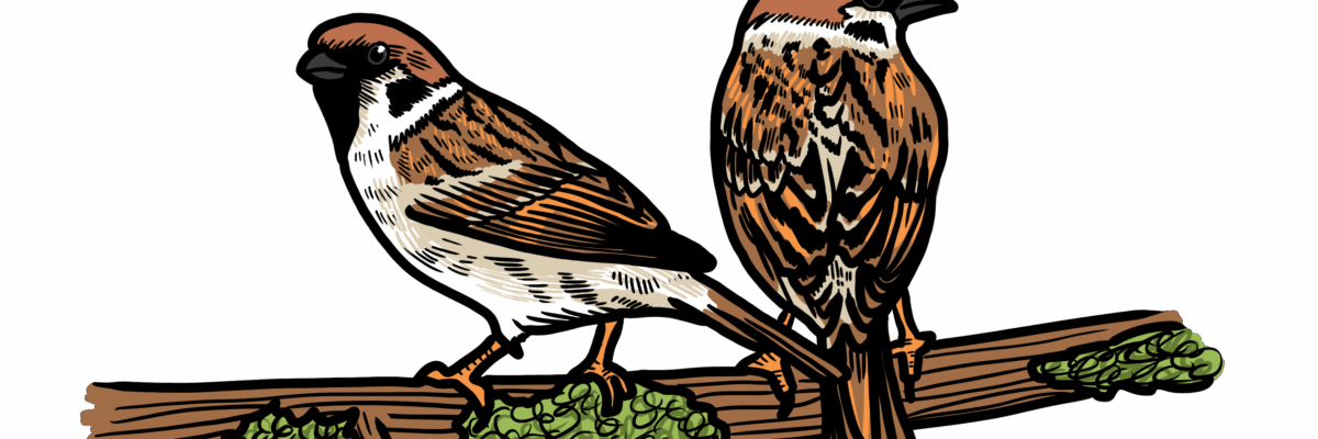 MakingSpaceforNAture_4_Urban_1_Animals_Sparrows Copy Scaled Aspect Ratio 1200 400