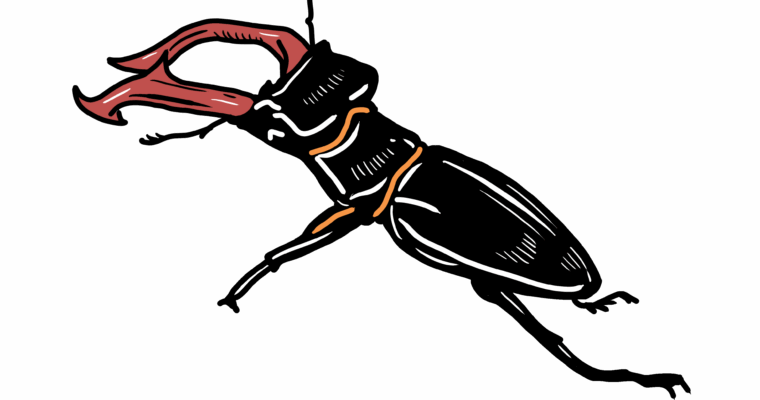 MakingSpaceforNAture_4_Urban_1_animals_Beetle_4 Copy Scaled Aspect Ratio 760 400