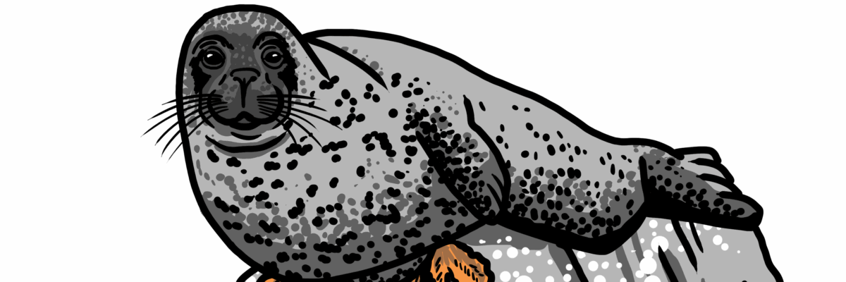 MakingSpaceforNAture_5_Coastal_2_Seal Copy Aspect Ratio 1200 400