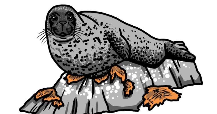 MakingSpaceforNAture_5_Coastal_2_Seal Copy Aspect Ratio 760 400