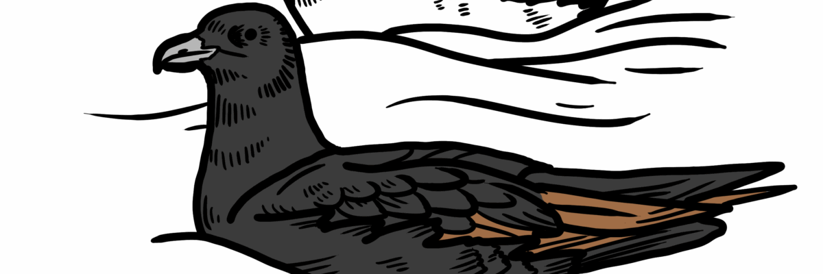 MakingSpaceforNAture_5_Coastal_2_SootyShearwater Copy Aspect Ratio 1200 400