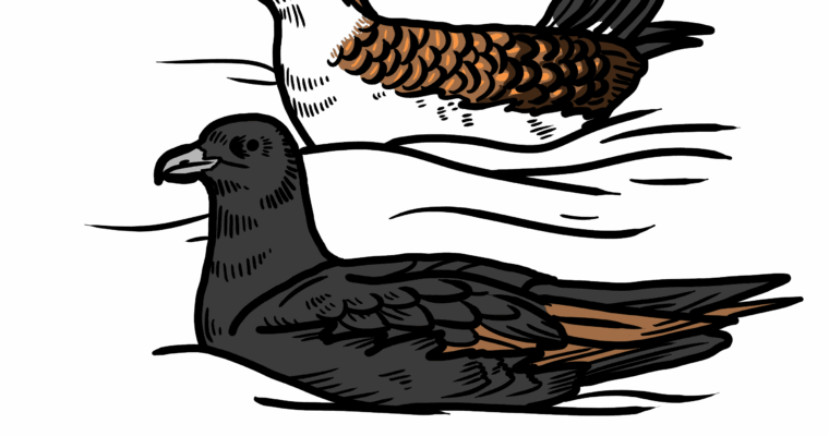 MakingSpaceforNAture_5_Coastal_2_SootyShearwater Copy Aspect Ratio 760 400