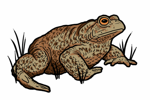 MakingSpaceforNAture_6_Freshwater_12_CommonToad Copy Scaled Aspect Ratio 480 320