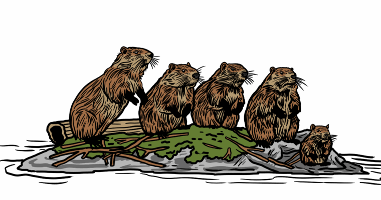 MakingSpaceforNAture_6_Freshwater_2_Beavers Copy Aspect Ratio 760 400