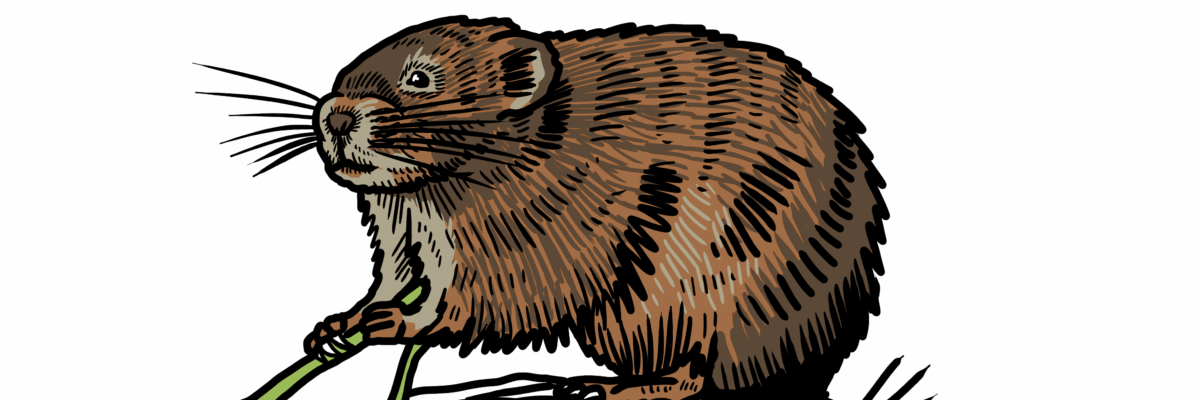 MakingSpaceforNAture_6_Freshwater_2_Watervole Copy Aspect Ratio 1200 400