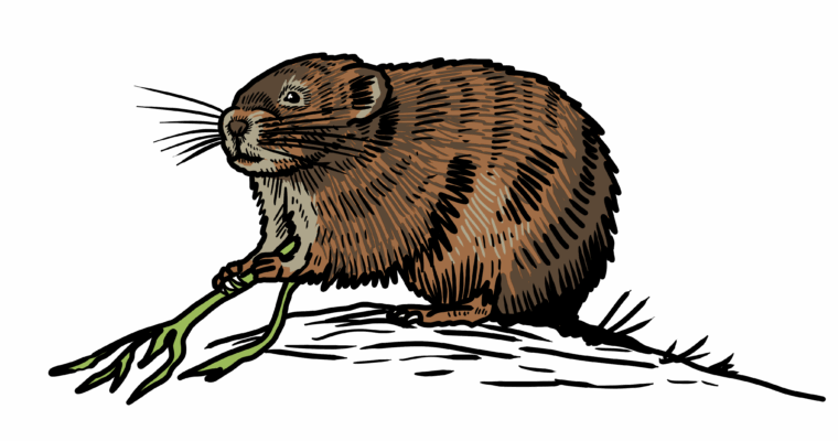 MakingSpaceforNAture_6_Freshwater_2_Watervole Copy Aspect Ratio 760 400