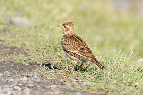 51868460256_6d6a22b728_c Aspect Ratio 480 320