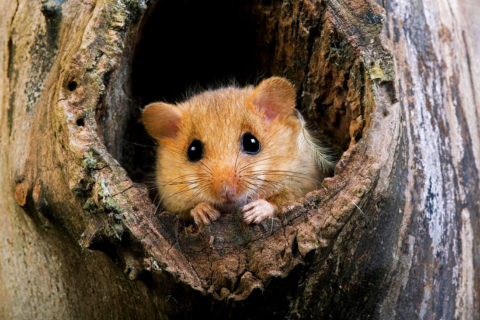 Hazel Dormouse Aspect Ratio 480 320
