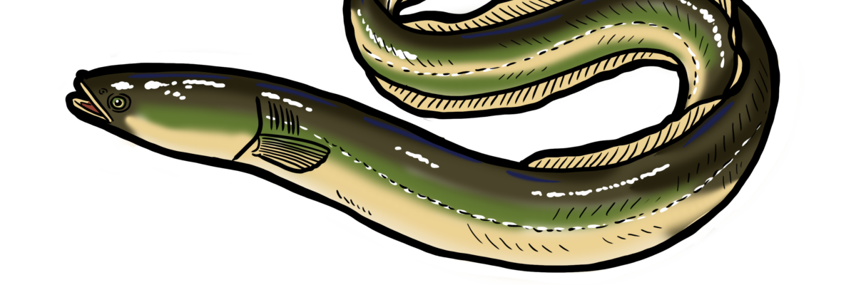 MakingSpaceforNAture_10_Freshwater_EuropeanEel Copy Scaled Aspect Ratio 1200 400