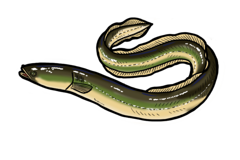 MakingSpaceforNAture_10_Freshwater_EuropeanEel Copy Scaled Aspect Ratio 480 320