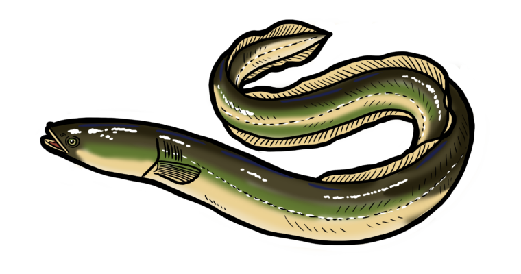 MakingSpaceforNAture_10_Freshwater_EuropeanEel Copy Scaled Aspect Ratio 760 400