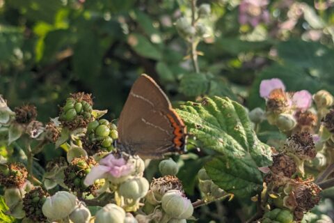 PXL_20240717_130143654 Scaled Aspect Ratio 480 320